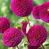 Dahlia 'Rocco' Purple Flowering Bulb