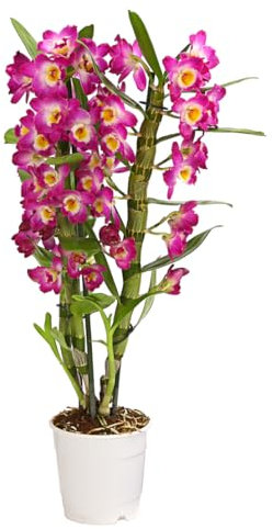 Dehner Traubenorchidee, üppige pinke Blüten, ca. 40-50 cm, Ø Topf 12 cm, Zimmerpflanze