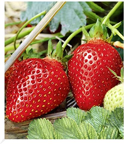 BALDUR Garten 3x Immertragende Erdbeere Albion, Pflanzen im 7x7 cm-Topf | Fragaria, immertragend, winterhart, Fragaria x ananassa, Früchte essbar, aromatische Erdbeeren von Juni bis November