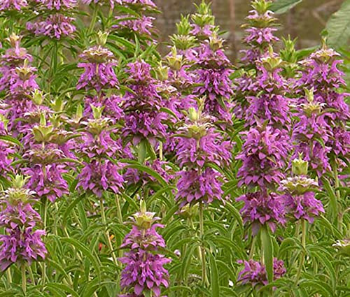 1000 Lemon Mint Seeds for Planting Heirloom Non GMO 1/2 Grams of Seeds AKA Lemon Bee Balm Garden Vegetable Bulk Survival
