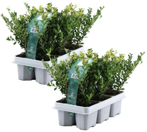 Plant in a Box - Ilex crenata 'Jenny' - Agrifoglio giapponese - set da 12 - Pianta da giardino - Pianta da siepe - ⌀9 cm - Altezza 10-20 cm