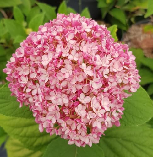 Hydrangea arborescens MAGICAL® DARK PINK 'Bokodapi' / Hortensia de Virginie/Conteneur de 3 à 4 litres/Arbuste d'ornement