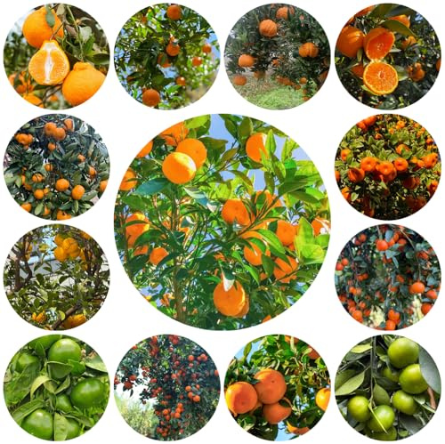 Orangenbaum - zimmerpflanze mandarinenbaum winterhart für garten bio alte sorten, stauden seltene 150samen