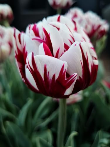 10 Tulpen Carnaval de Nice Blumenzwiebeln Tulpenzwiebeln Frühlings Blumen