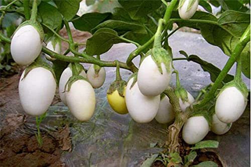 Bianco Melanzana - Melanzana 'semi' Rotonda Bianca '' ~ 30 di haute qualité - Molto raro:Grani
