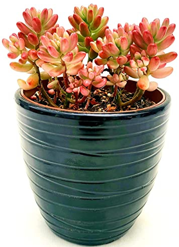 SEDUM RUBROTINCTUM ROSEA ROWLEYANUS, IN VASO CERAMICA NERO A RIGHE, VASO 12CM DIAMETRO, pianta vera