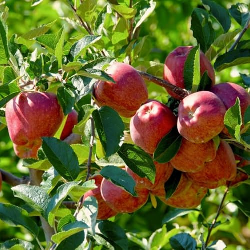 Bulbi Di Mele Il Frutto Della Mela è Abbondante E Adatto Alla Raccolta Vigorose Attirano Impollinatori Con Caratteristiche Uniche Adatte Per La Coltivazione All'Aperto-4bulbs-D