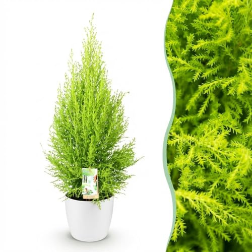 Cupressus Gold Crest Wilma - Conifera da camera - Bassa manutenzione - Verde - con Potter Bianco - 85-95cm - Øter Wit - Pot 21cm - Pianta d'appartamento - - Pianta con vaso