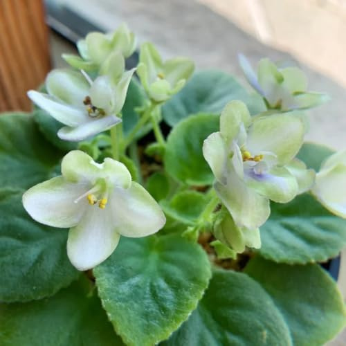 usambaraveilchen - blumensaat winterharte kübelpflanzen zimmerbonsai steingartenpflanzen winterhart kräuterpflanzen balkonpflanzen frühling blumenbeet balkon gartendeko für 85samen