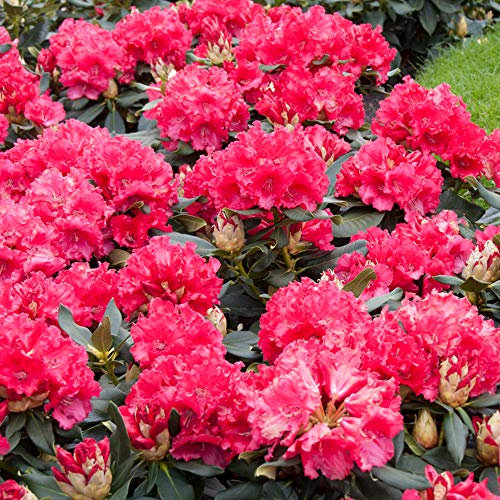 Rhododendron Markeeta's Prize | Evergreen Flowering Shrub | 15-25cm (incl. Pot)