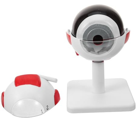 Gatuida Anatomisches Augenmodell aus Pvc mit Realistischer Struktur und Tragbarem Design Vergrößertes Augapfelmodell für Medizinische Forschung und Unterricht