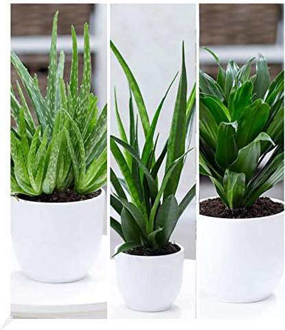 BALDUR Garten Zimmerpflanzen-Mix 'Grüne Lieblinge',3 Pflanzen, Blickfang im Zimmer, luftreinigende Wirkung, 1 Pflanze Aloe Vera, je 1 Pflanze Sansevieria Kirkii und Dracena Compacta