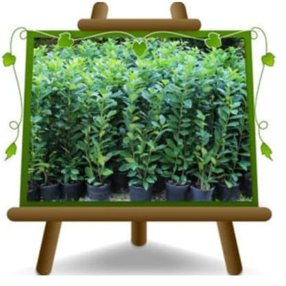 EURO PLANTS VIVAI Lauro Ceraso Cerasus in Vaso 18 cm, Altezza 80-90 cm