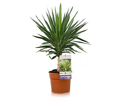 Planta de Yucca Elegans Natural para Terraza y Jardín de 90cm de Altura Aproximadamente