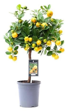 Árbol de naranjo – Cítricos Calamondin – Planta de interior – Ø15 cm – 45 cm
