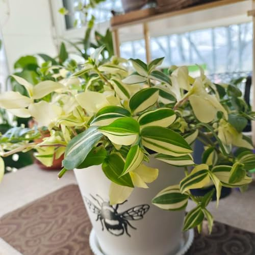 Grünlilie - balkonpflanzen büropflanzen wohnzimmer deko geschenke für gärtner kräuterpflanzen nachhaltige produkte dekopflanzen immergrüne winterhart zimmerpflanzen 100Samen