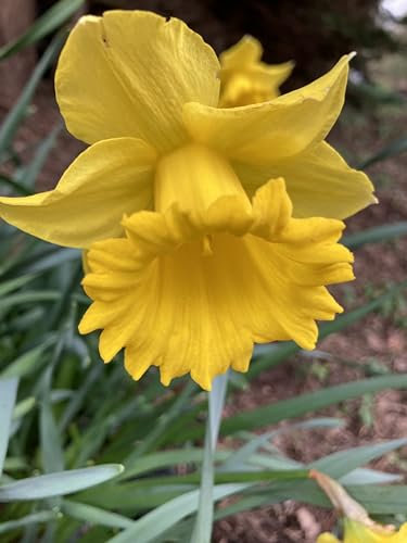 50 Daffodil 'Carlton' Bulbs (Narcissus) Free UK Postage