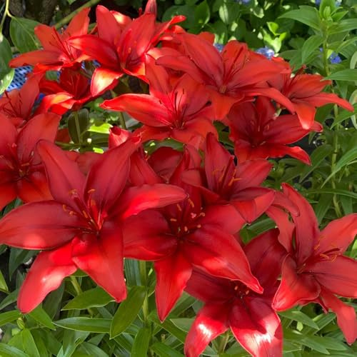 lirios Decoraciones de jardín al aire libre,. semillas de lirio ornamentales lugares soleados. silvestres, macizo exóticas Decoraciones otoñales 500semillas