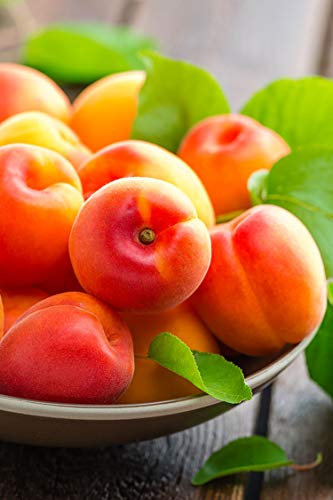 Albero di Albicocco pianta di Albicocco varietà Canino Tardivo in vaso Età 2 anni pianta di albicocco vera venduta da eGarden.store