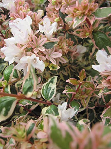 Abelia grandiflora Magic Daydream - Großblumige Abelie 30-40cm