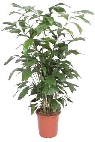 Fischschwanzpalme – Caryota Mitis – Zimmerpflanze – 140cm – Ø27cm – Exotische Palme mit fächerförmigen Blättern für Wohnzimmer und Büro