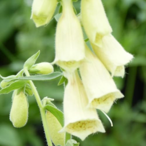 Digitalis grandiflora Carillon - Perennial Foxglove with Elegant Yellow Flowers 2X 1 Litre Potted Plant by Thompson & Morgan