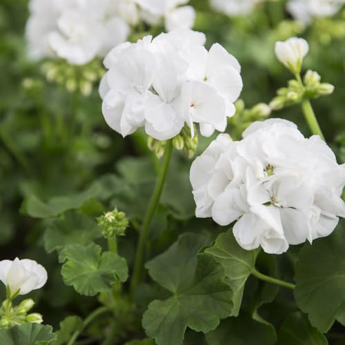 geranio - semi selvatici decorazione decorativi giardino interno prato selvatico, autunno, perenne 30pz