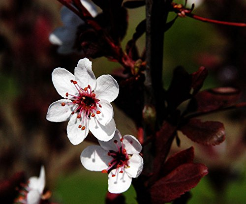 Pflaume Zwerg-Blutpflaume Prunus cistena Containerware 80-100 cm