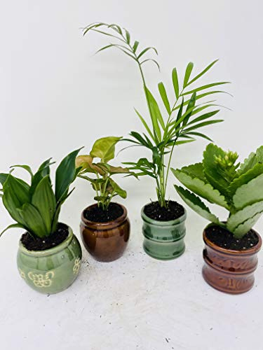 Miniature Garden Plants -3 Plants in 3 ceramic pots by jmbamboo