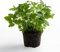 Lot de 25 Graines de Melisse Citronelle Citro Rapide (Le DE France) Tique - 34