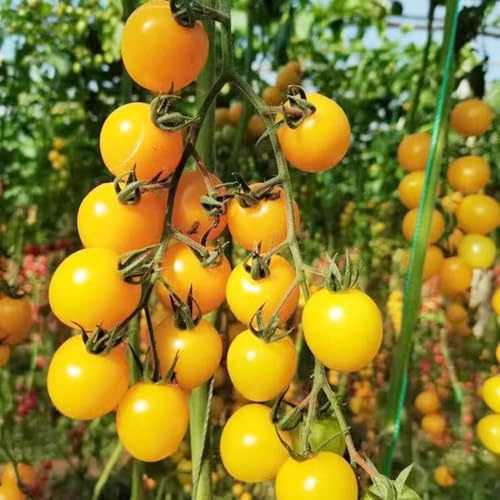 tomatensamen kaufen bio alte sorten balkon winterhart 700pcs