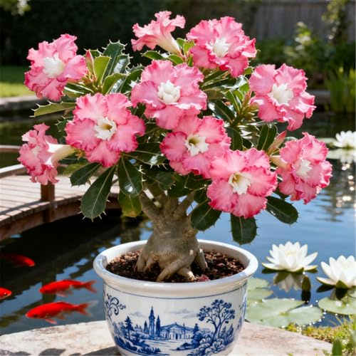 Rosa del Deserto Rara/Rosa del Deserto Resistente/Ottima Balcone/Bassa Manutenzione-1 PCS-E