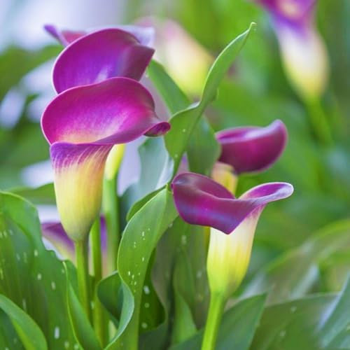 Calla Lily Bulbs-Calla Lily Bulbs for Planting Now UK,Plant Bulbs,Garden Flowers,Wedding Flowers,Hardy Perennial-8bulbs-e