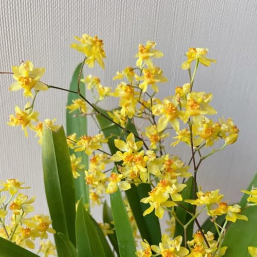 semi di orchidea oncidium - orchidee - selvatici da balcone resistenti all'esterno ornamentali decorazione resistenti 90pcs