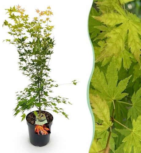 Green boutiQ - Gartenpflanze - Acer palmatum Orange Dream - Japanischer Ahorn - Laubabwerfend - Orange - 1 - Topf 26cm - Höhe 90cm
