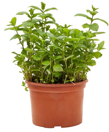 Verdecora Hierbabuena (Maceta 3L) - Planta viva - Planta aromatica