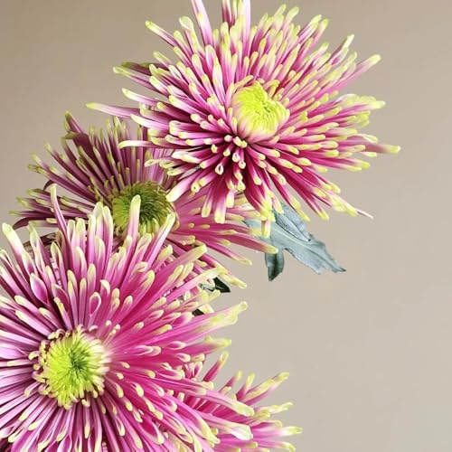 semi di crisantemo resistenti - crisantemo - biologici per aiuola di recisi primaverile, selvatici rare, decorazione del soggiorno decorazione da giardino 35pcs