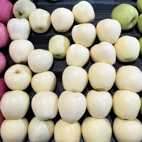 semi di melo-Giardino decorativo,facile da piantare Coltivazione di semi,da frutto colonnari da frutto,300pcs