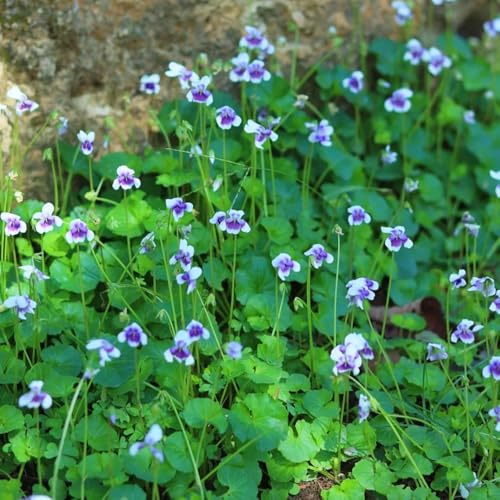 Duftveilchen schnittblumen winterharte stauden für pralle sonne blumensamen kräuterpflanzen pflanzenkübel balkon deko balkonpflanzen wohnzimmer deko kräutersamen kräutergarten 200samen