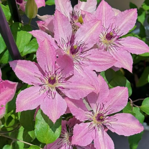 ClematisZwiebeln, gartenpflanzen Clematis florida, Kletterpflanze, stauden winterhart mehrjährig balkon blumendeko 5pcs