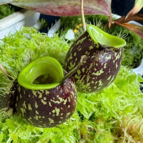 Semi di Nepenthes, Nepenthes mirabilis, carnivora carnivora, giardino di da balcone resistenti verdi da balcone 100pcs