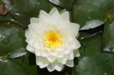 Mühlan - Eine weiße blühend Zwergseerose für den Teich, der Blickfänger in kleinen Gartenteichen, winterharte Pflanze