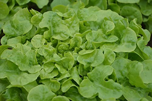 Graines Laitue à couper Salad Bowl Blonde - Récolte toute l'année, productive- Sachet de 3 grammes (environ 2 000 graines) - Graines de style