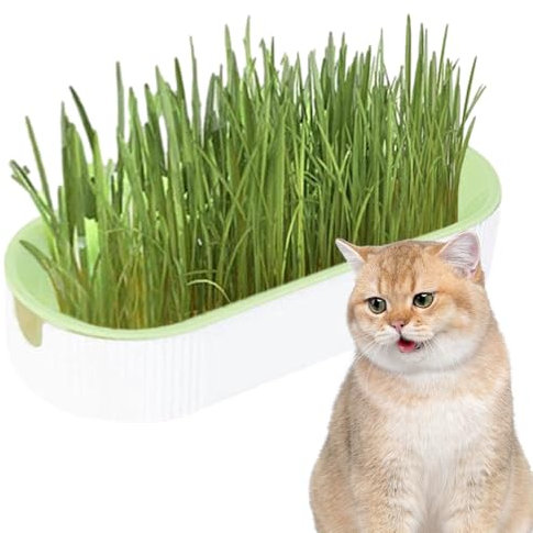 Cat Grass Planting Box Set - Cat Friendly Hydroponic Plants, Portable Natural Cat Grass Snacks | Plant Growing Set Hydroponic Cat Grass, Soil Digestion Helping Cat Grass Kit for Balcony, Patio, N