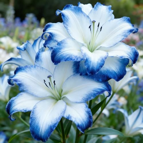 Rizomas de lirio de otoño, lirios perennes resistentes, cultivo de lirios raros, adecuado para plantar en primavera y otoño.-6 Rizomas-E