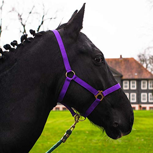 Mini Shetty Halfter, Halfter für Holzpferd, 2-Fach verstellbares Halfter für Pferde an Kinn- & Genickstück (Lila, Mini Shetty)