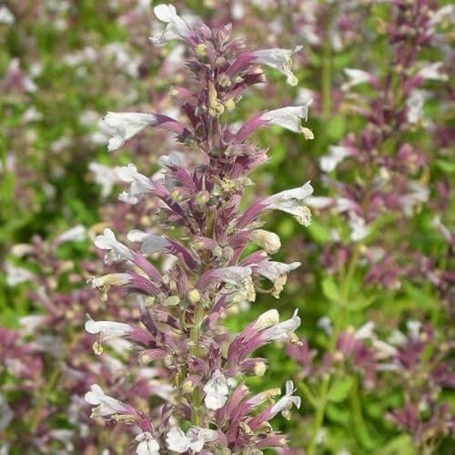 Blumixx Stauden Nepeta grandiflora 'Dawn to Dusk' – Katzenminze, hellrosa Blüten, insektenfreundlich & duftend, winterhart, im 0,5 Liter Topf