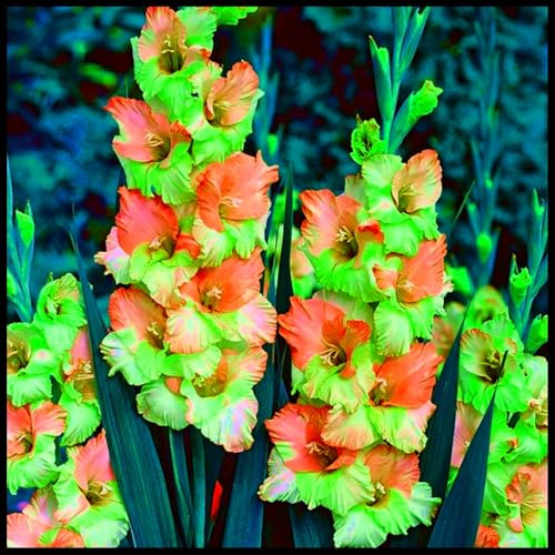 Mehrjährige Blumenzwiebel ist winterhart, Winterhart pflanzen, Blumenzwiebel Mix, Winterhart zwiebeln, Mysteriöse magische Glühbirne-3 Gladiolen zwiebeln