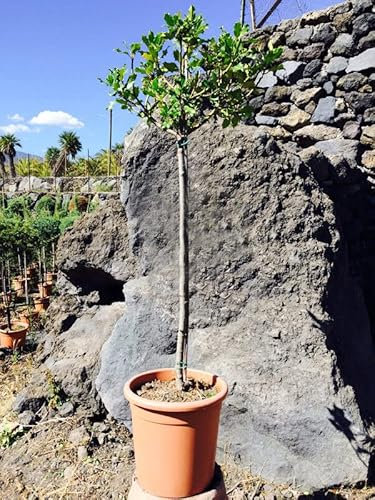 Agrifoglio Ilex aquifolium pungitopo pianta ad alberello in vaso ø30 cm h. 110/130 cm