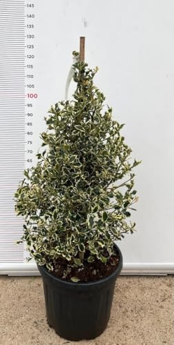 PIANTA DI AGRIFOGLIO ILEX AQUIFOLIUM ARGENTEOMARGINATA CONO VASO CLT 30